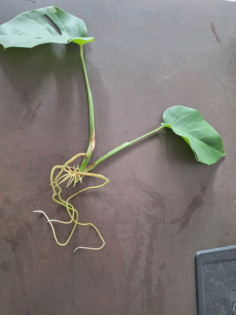Monstera variegata stek met wortels, Maison & Meubles, Enlèvement ou Envoi
