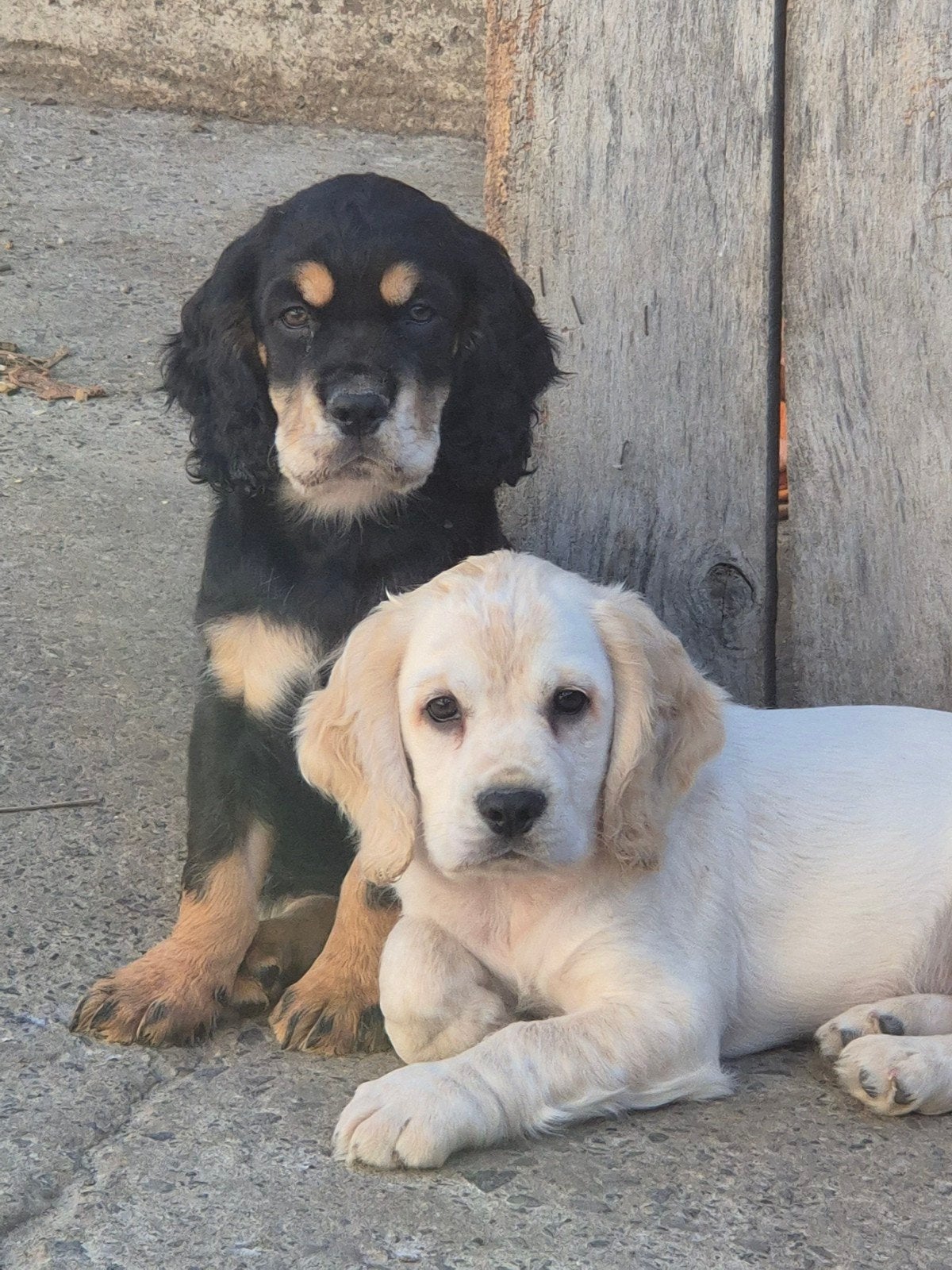 Engelse Cocker Spaniël pups, België, Fokker | Hobbymatig, Reu, CDV (hondenziekte)