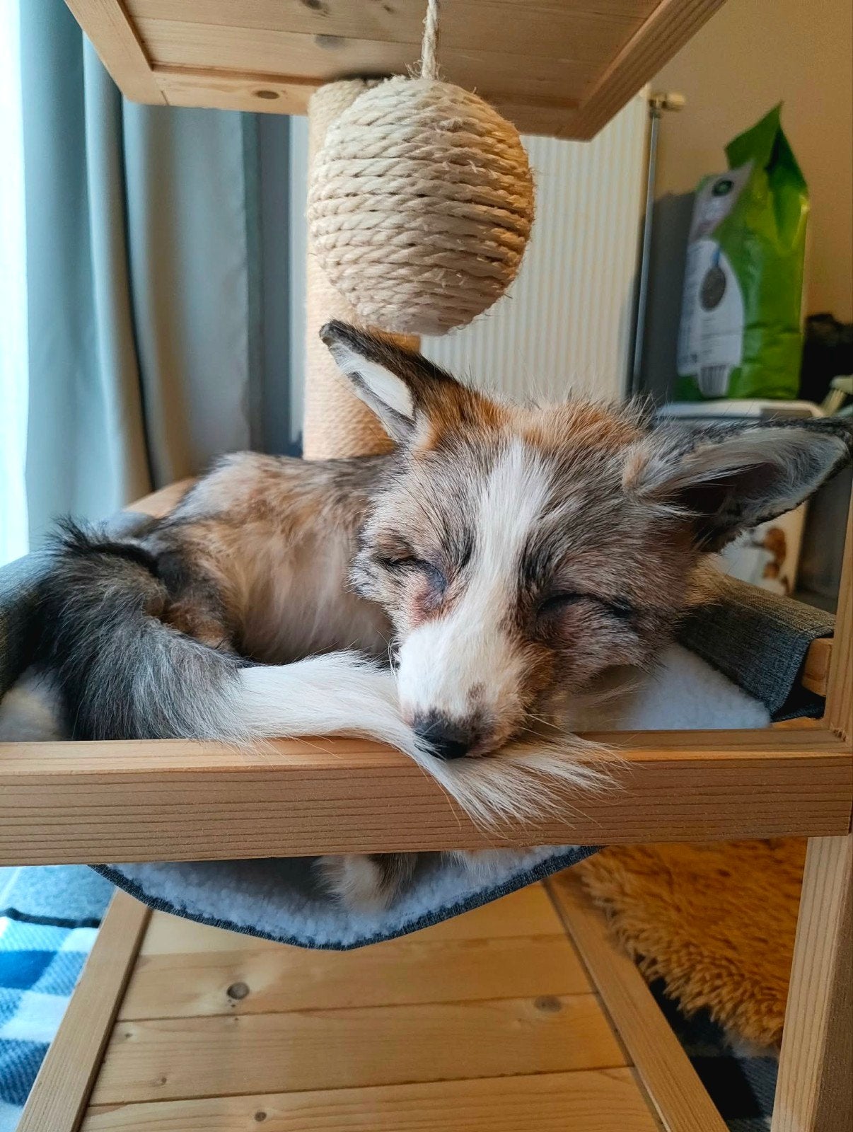 taxidermie des chiots Softmount Fox, Enlèvement ou Envoi