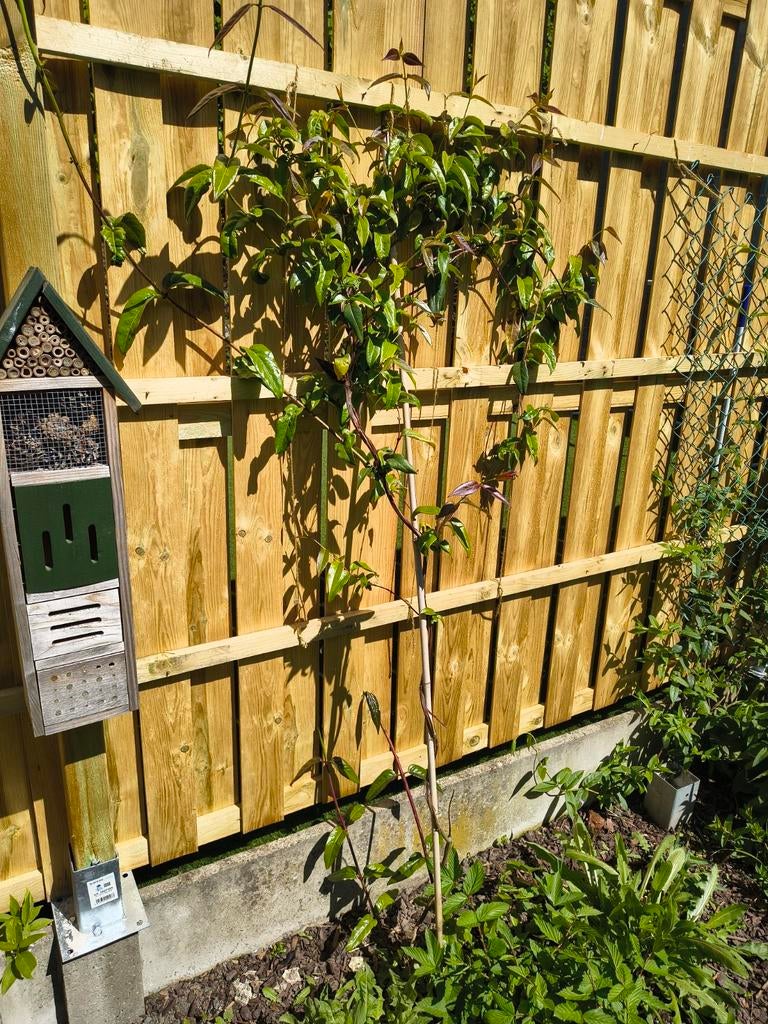 Wintergroene kamperfoelie 2x, Tuin en Terras, Planten | Tuinplanten, Ophalen of Verzenden