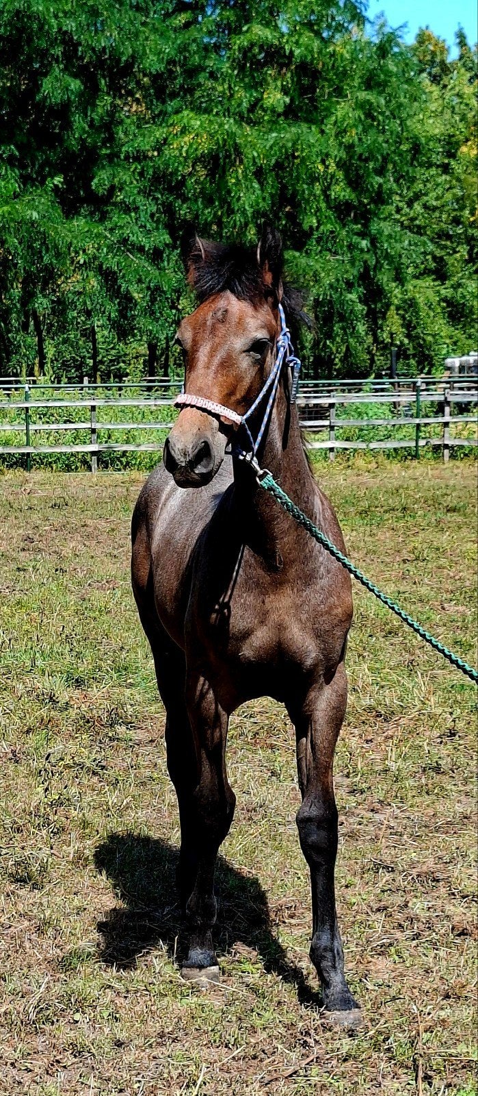 barok hengstenveulen, Dieren en Toebehoren, E pony (1.48m - 1.57m), Met stamboom, 0 tot 2 jaar, Hengst