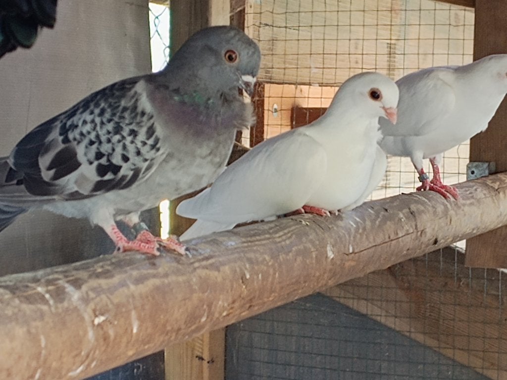 Sierduiven, Dieren en Toebehoren, Vogels | Duiven, Meerdere dieren, Overige soorten