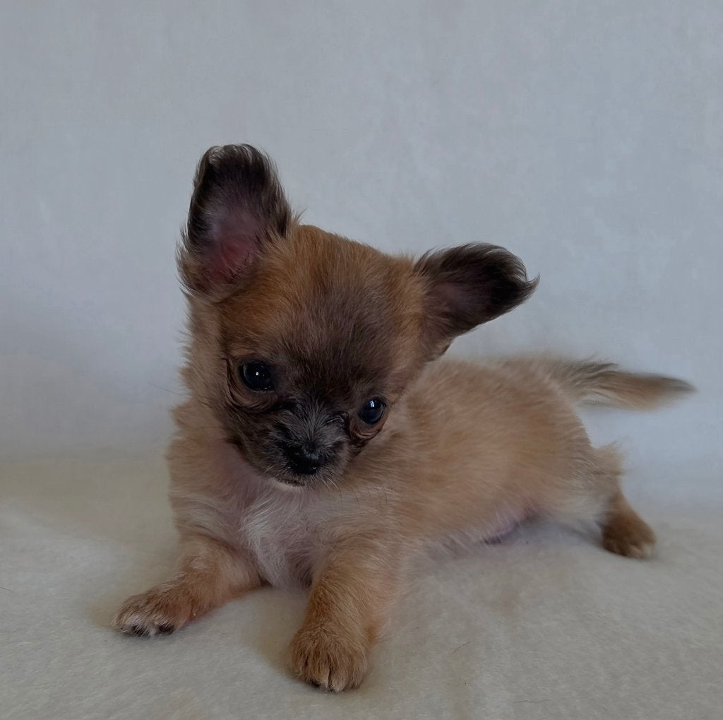 Chihuahua pup (klein reutje), Parvo, België, Particulier, Reu