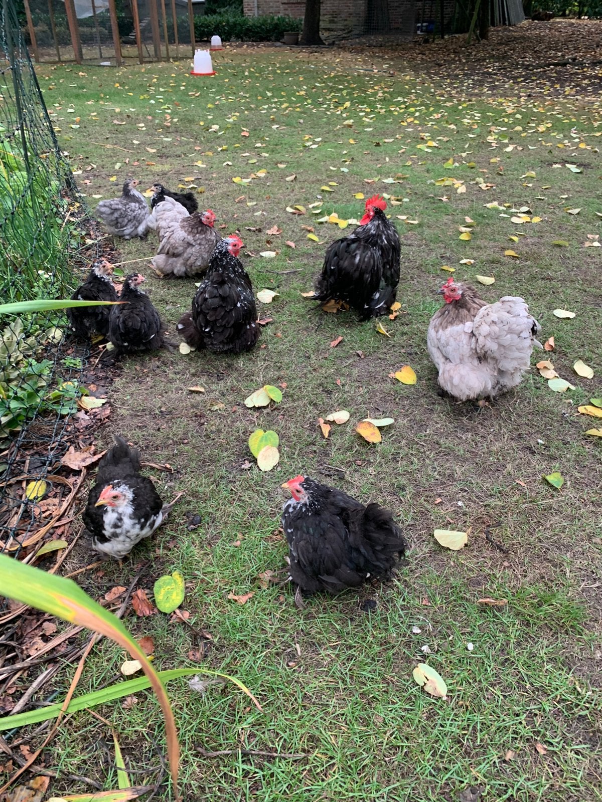 Kipjes 1 jaar of jonger cochin, chabo,  12 euro, Meerdere dieren, Kip