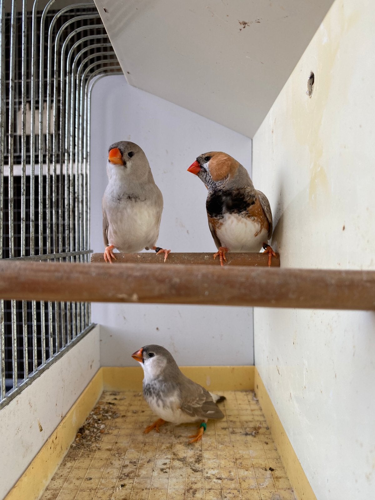 Grote zebravinken., Dieren en Toebehoren