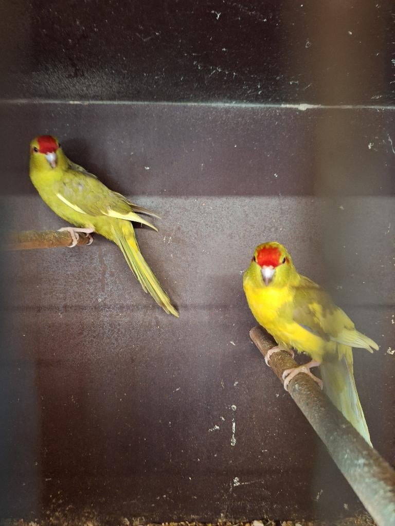 Kakariki's, Animaux & Accessoires, Oiseaux | Perruches & Perroquets, Perruche, Plusieurs animaux, Bagué