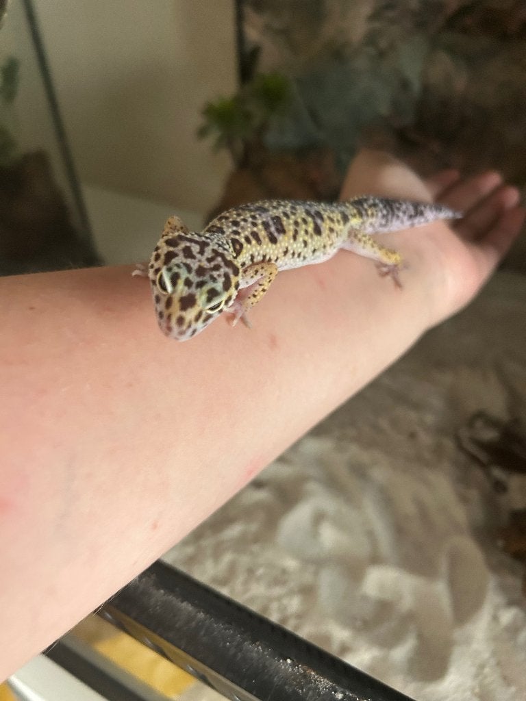 Luipaardgekko, Dieren en Toebehoren, Hagedis, 0 tot 2 jaar