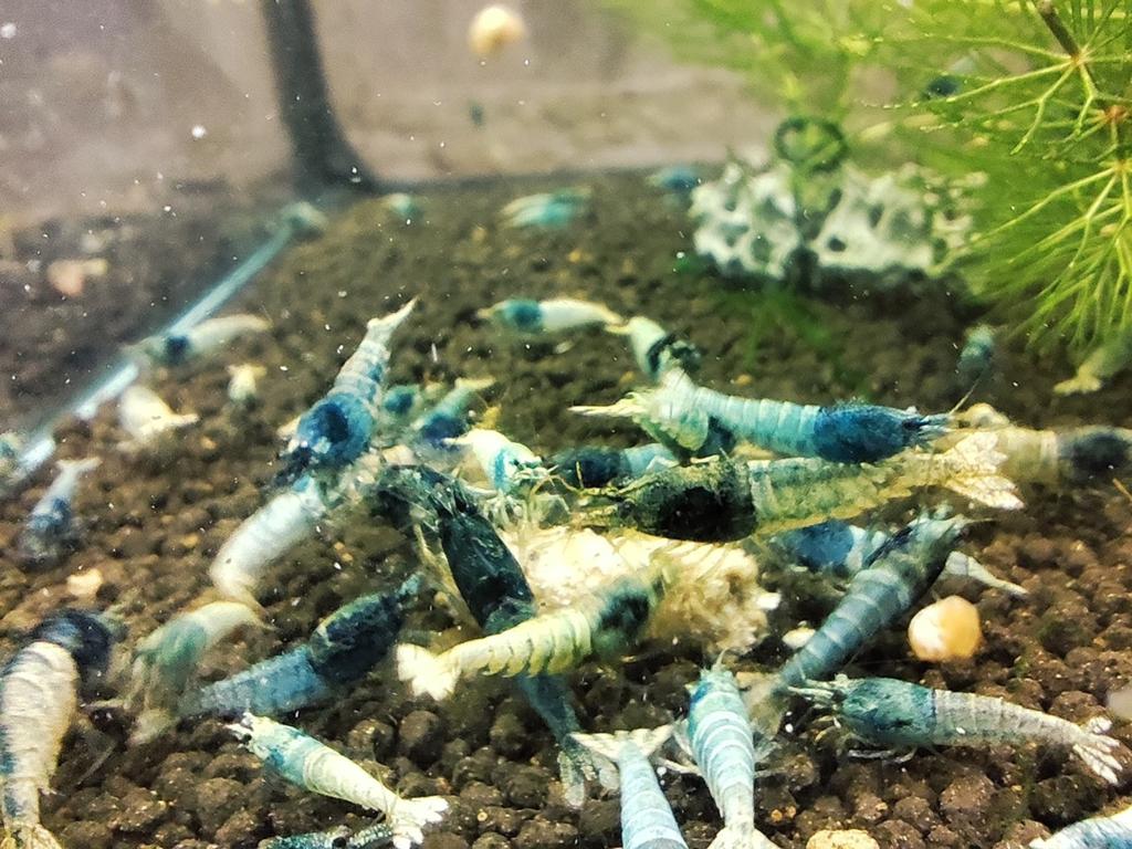 Crevettes blue steel, Animaux & Accessoires, Poissons | Aquariums & Accessoires, Enlèvement ou Envoi