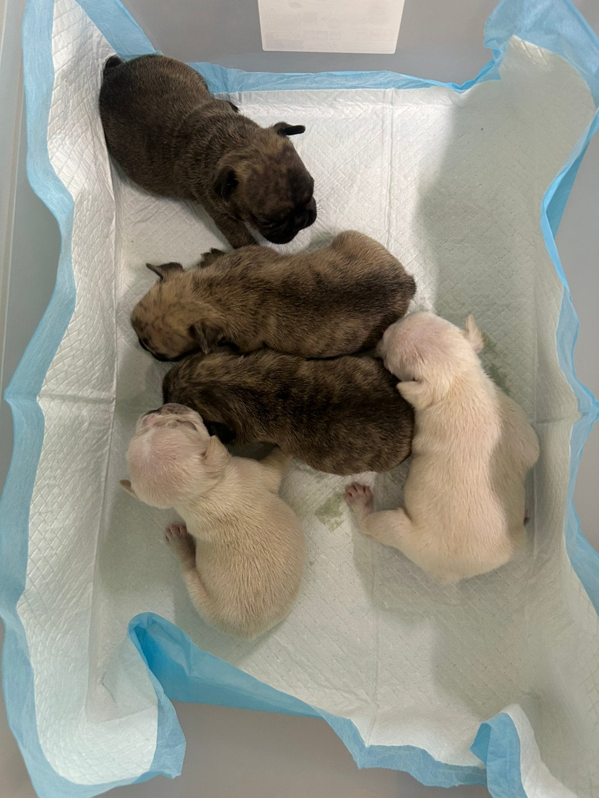 Franse bulldog ouders aanwezig, Dieren en Toebehoren, Honden | Bulldogs, Pinschers en Molossers, Meerdere dieren, Bulldog, Particulier