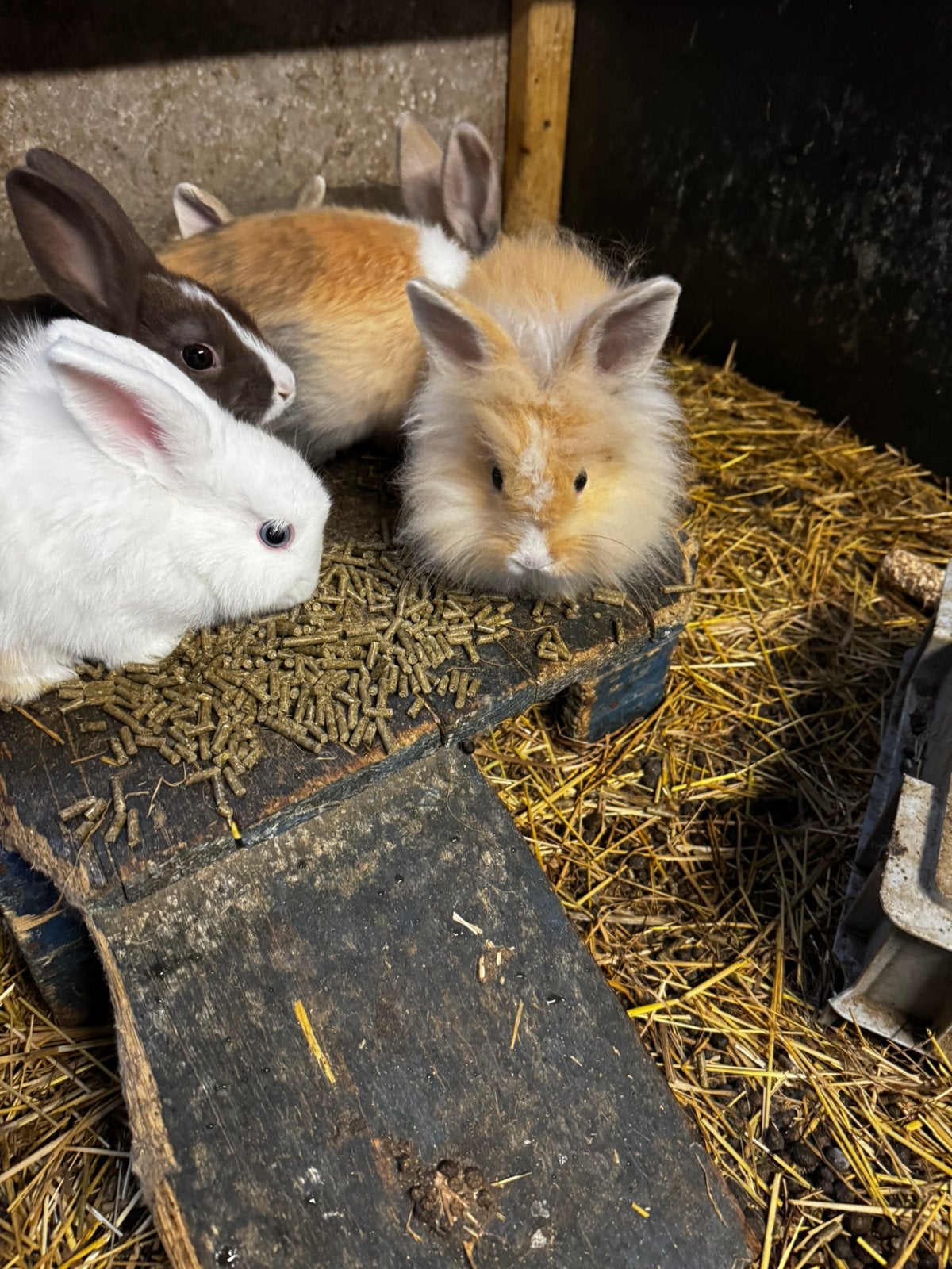 Schattige dwergkonijntjes, Dieren en Toebehoren