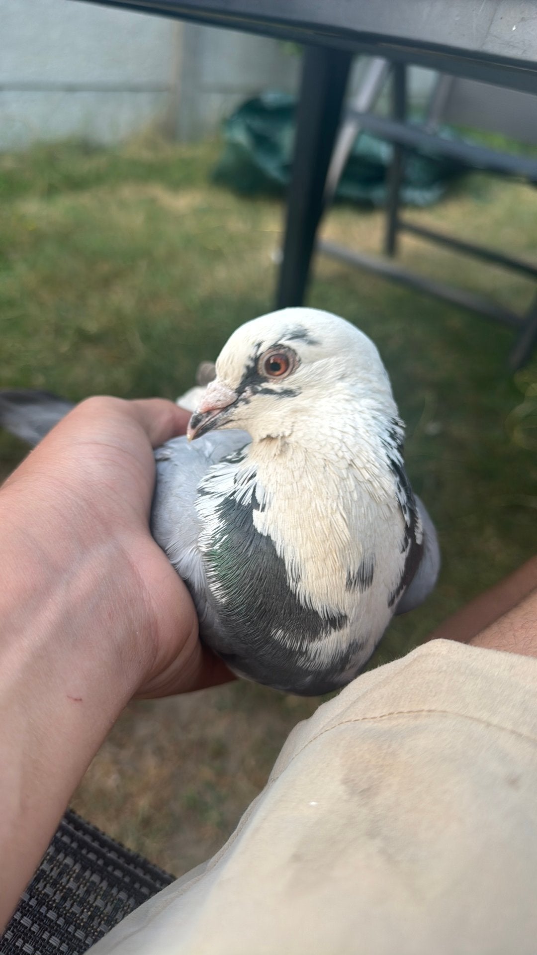 mooi postduif, Animaux & Accessoires, Oiseaux | Pigeons, Pigeon voyageur