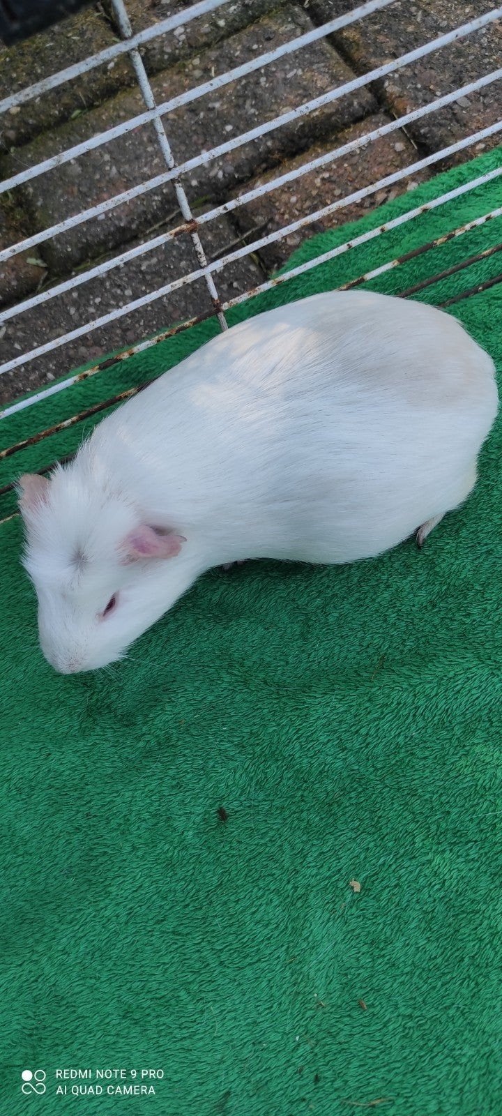 Zwangere zeugjes!, Dieren en Toebehoren, Oktober, Vrouwelijk, Cavia