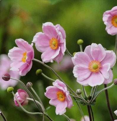 Herfstanemone 'Robustissima', Tuin en Terras, Ophalen, Herfst, Vaste plant, Halfschaduw