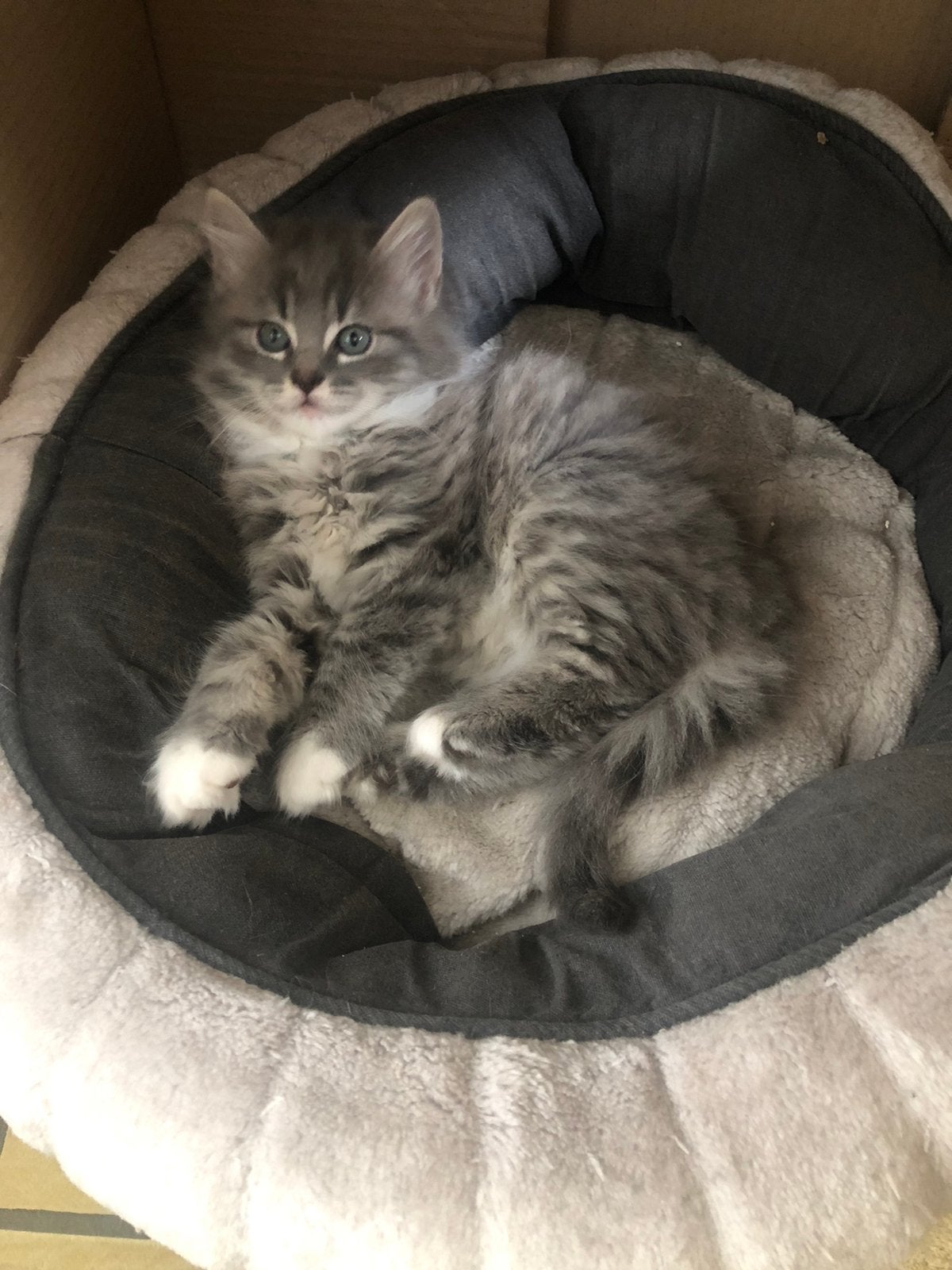 Lieve kitten Britse langhaar