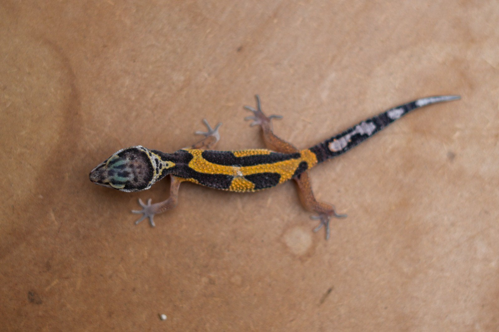 Jonge luipaardgekko