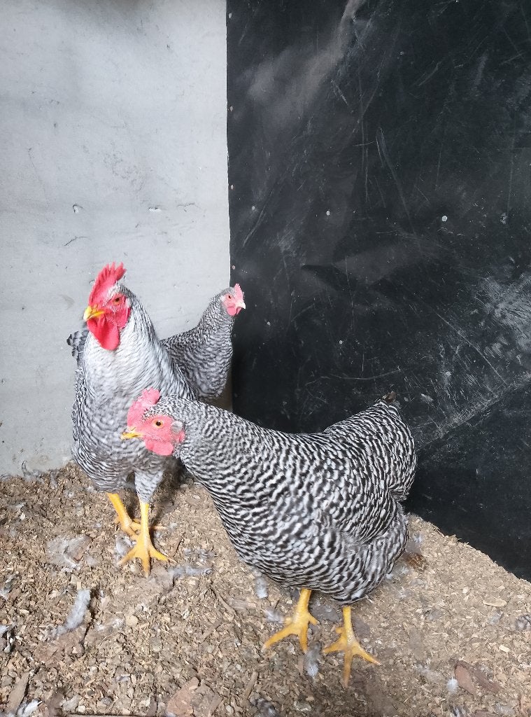 Hen en haan Amrock, Dieren en Toebehoren, Pluimvee
