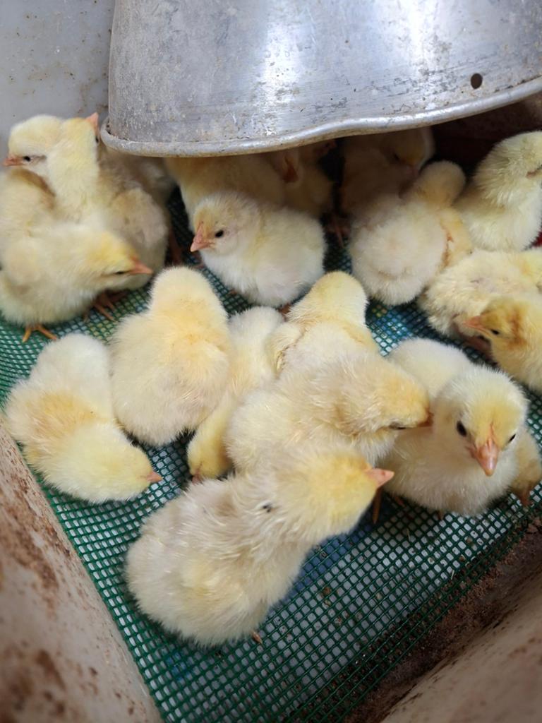 1dags kuikens poule de bresse