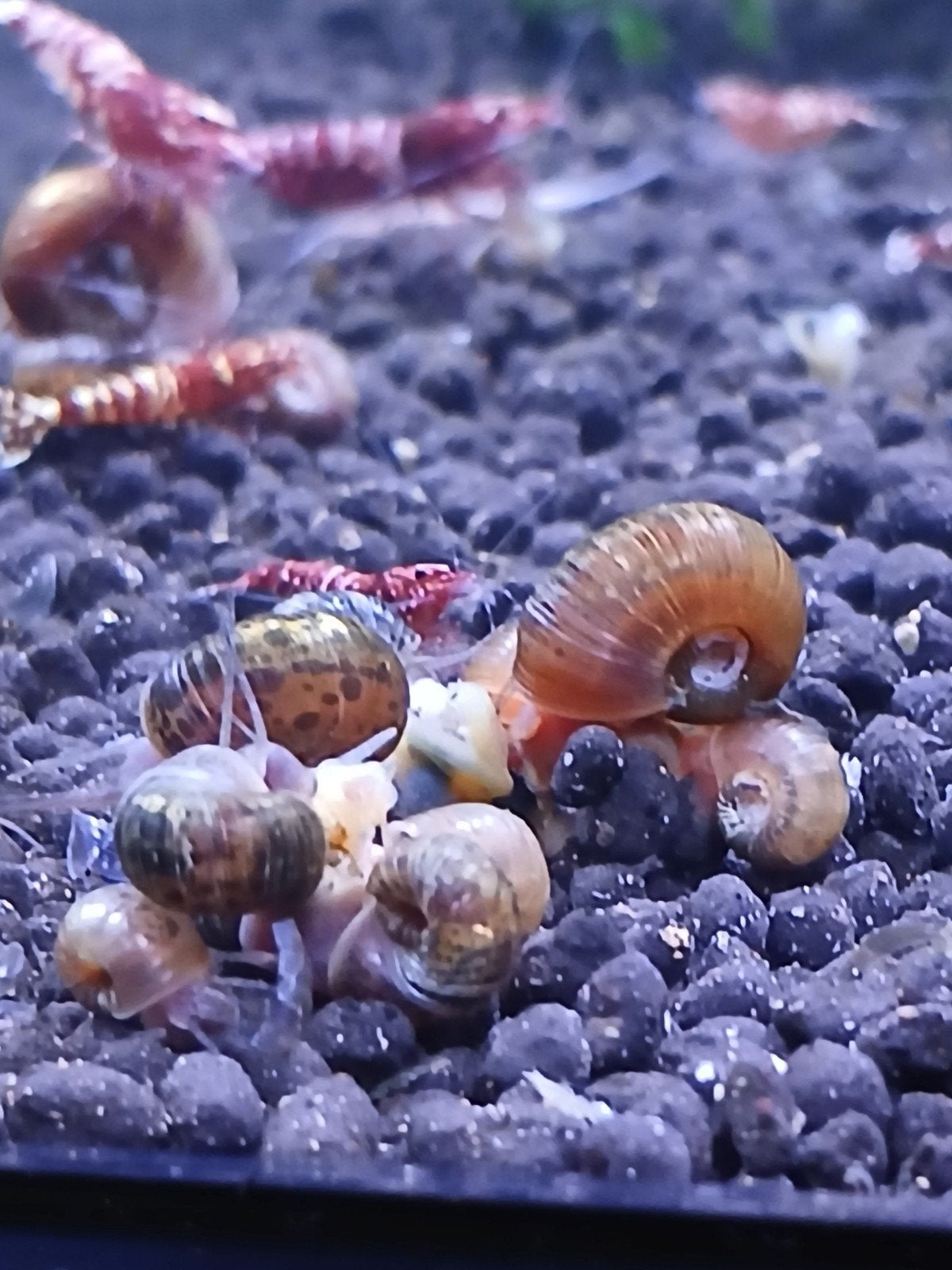 posthoornslakken mix, Dieren en Toebehoren, Slak of Weekdier, Zoetwatervis