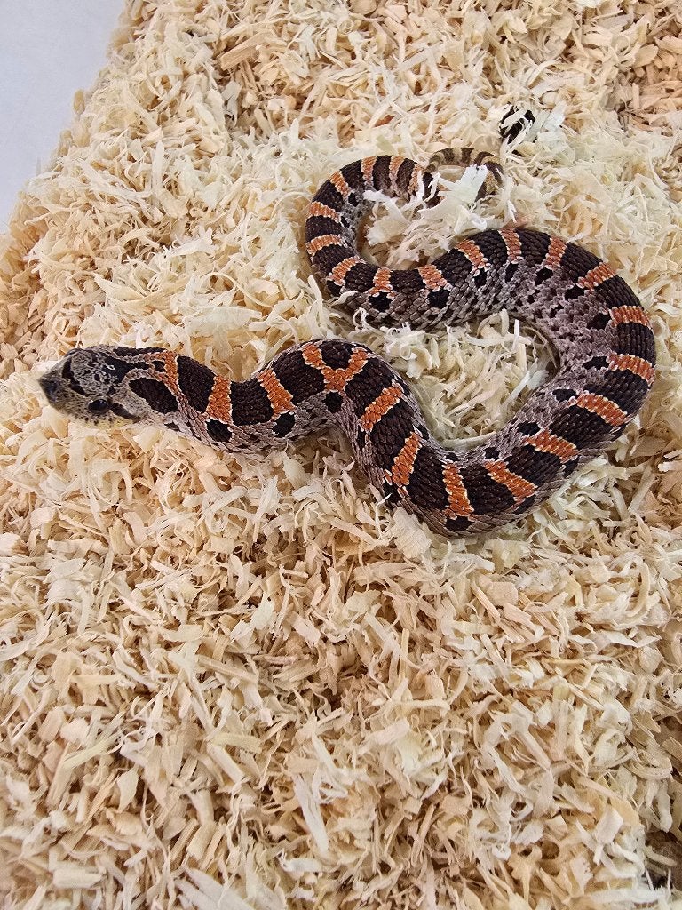 1.0 Heterodon Simus (high red), Dieren en Toebehoren, Reptielen en Amfibieën