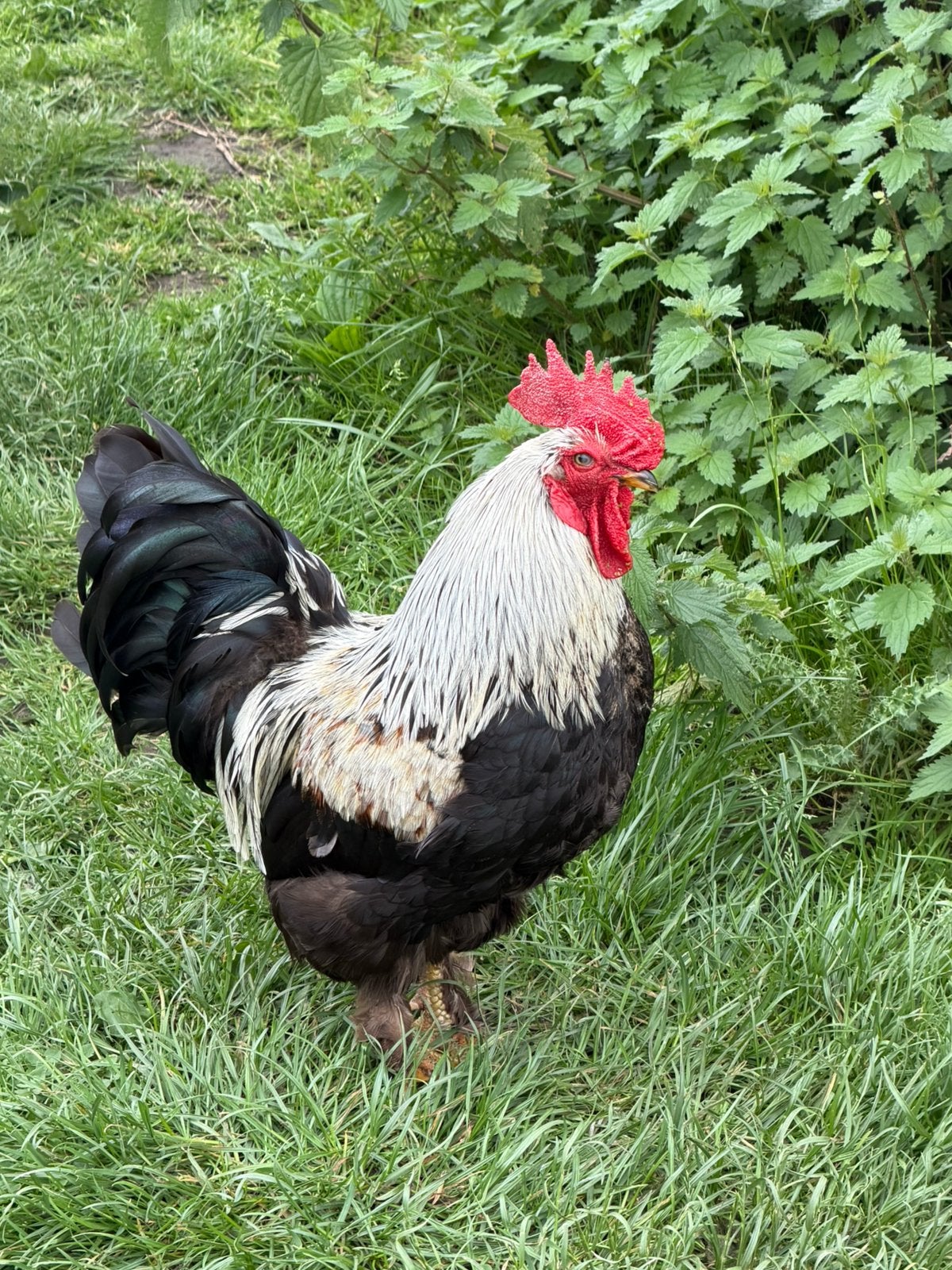 Haan, Dieren en Toebehoren