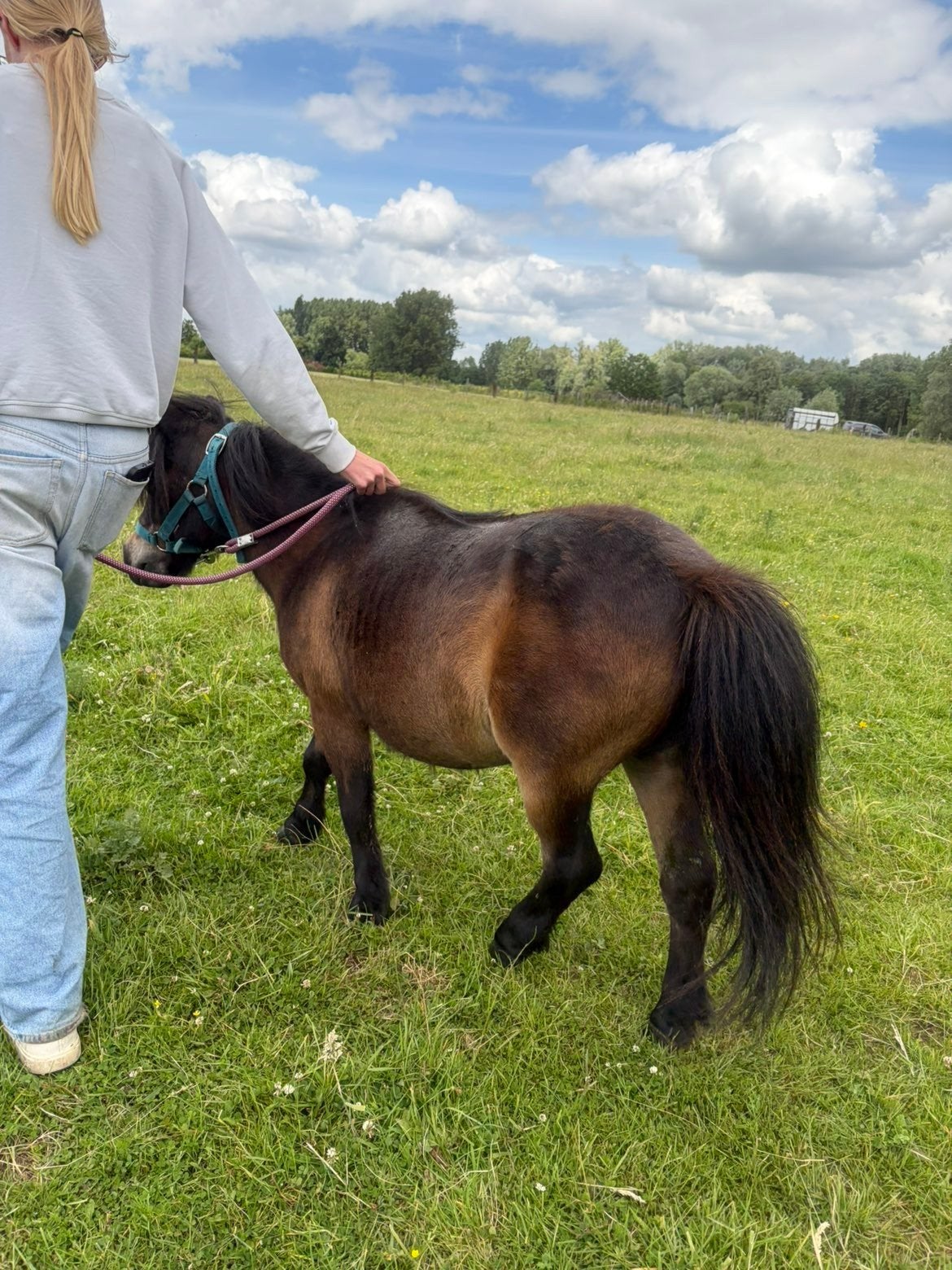 Shetlander, Dieren en Toebehoren, Pony's, Merrie