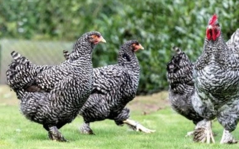 Mechelse koekoeken 2026, Dieren en Toebehoren, Pluimvee