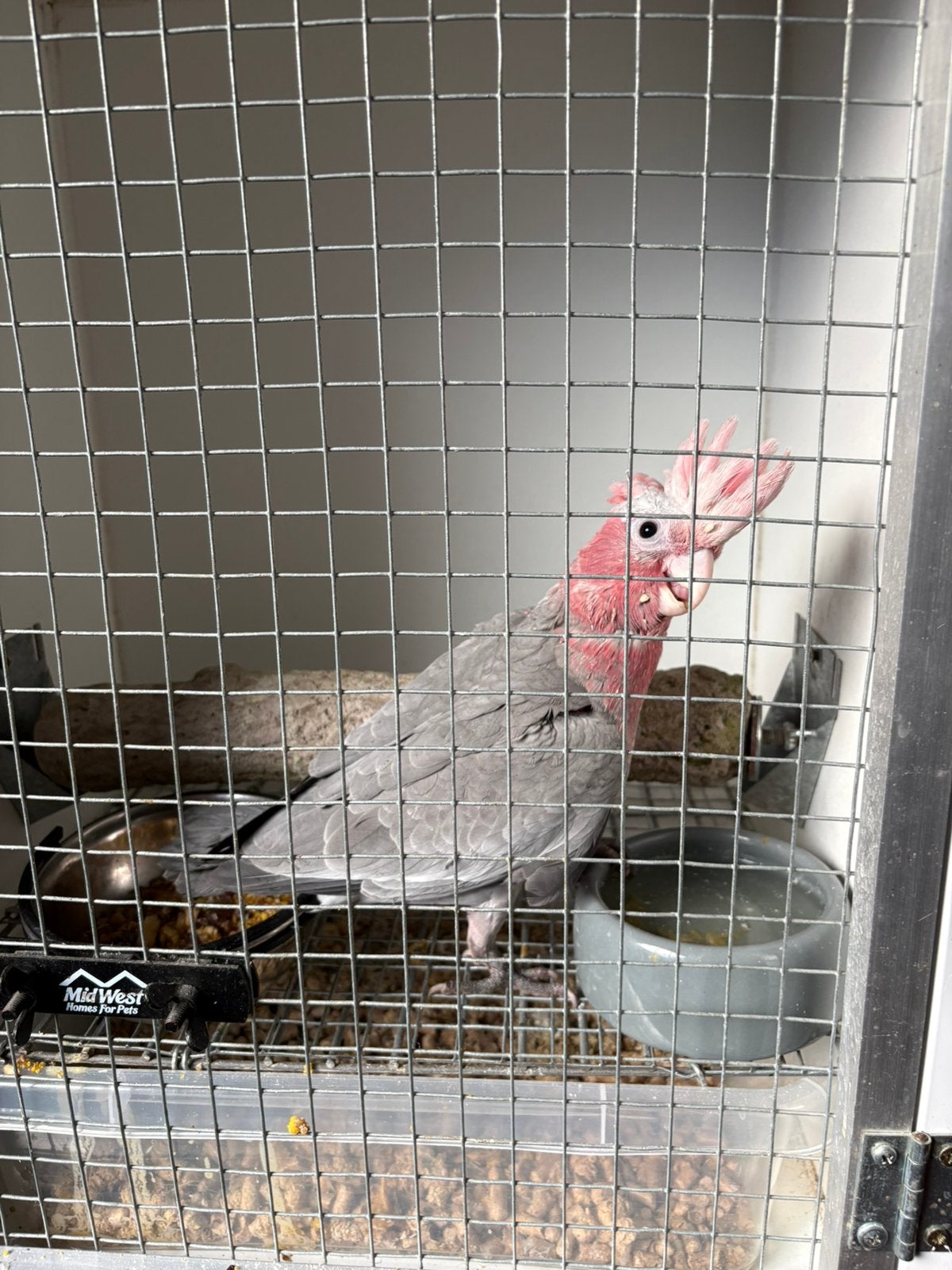 Split lutino man, Dieren en Toebehoren, Vogels | Parkieten en Papegaaien, Mannelijk, Papegaai, Geringd