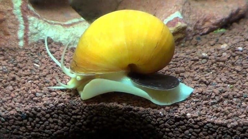 vissen en slakken, Poisson