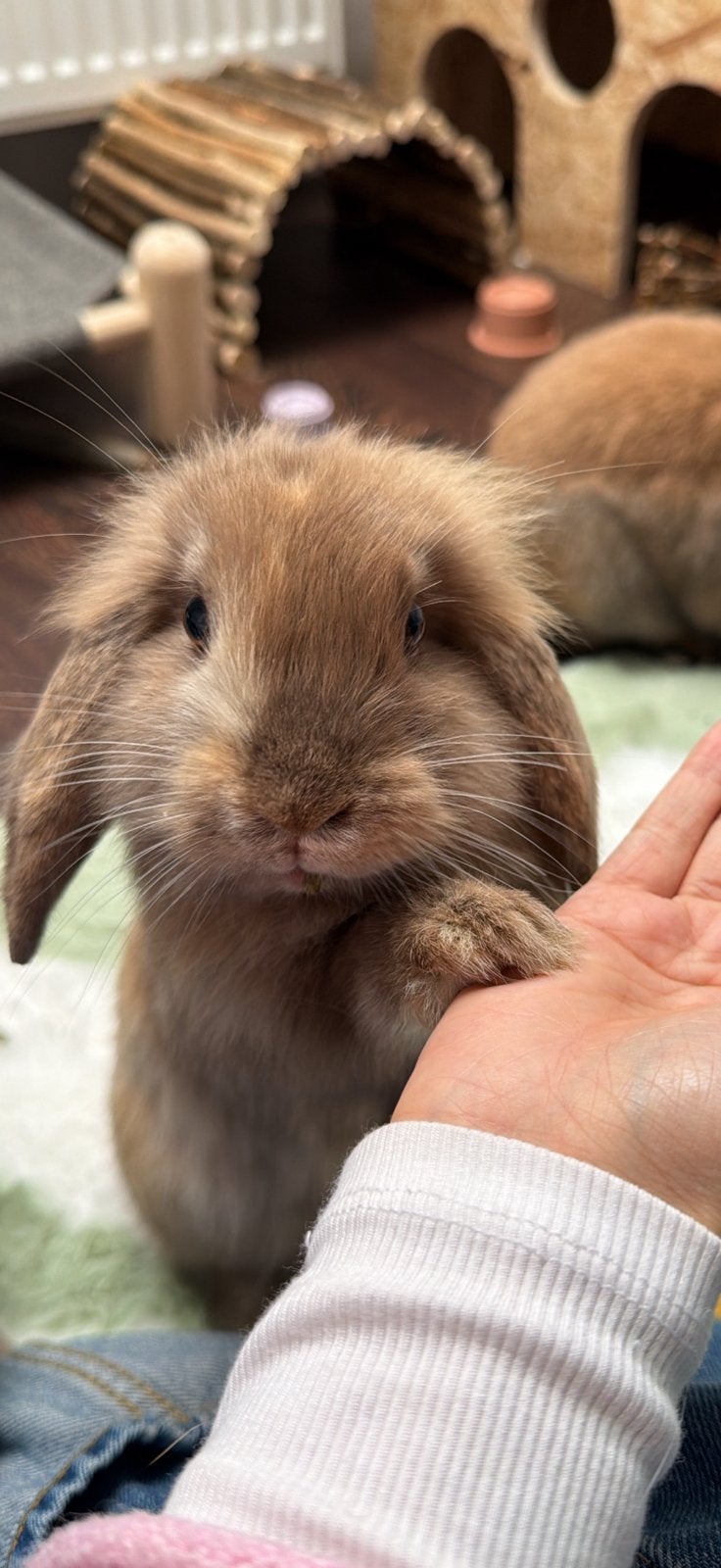 Konijn, Dieren en Toebehoren, Konijnen, Vrouwelijk, Dwerg, Hangoor, 0 tot 2 jaar