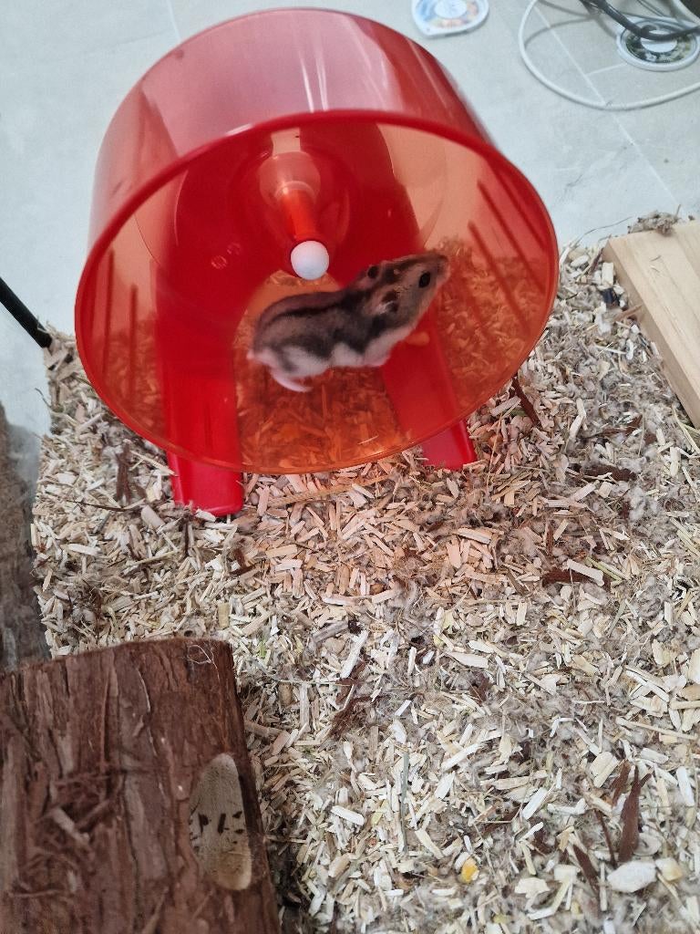 Jolis bébés hamsters nains Djoengar apprivoisés, Hamster, Mars, Domestique, Plusieurs animaux
