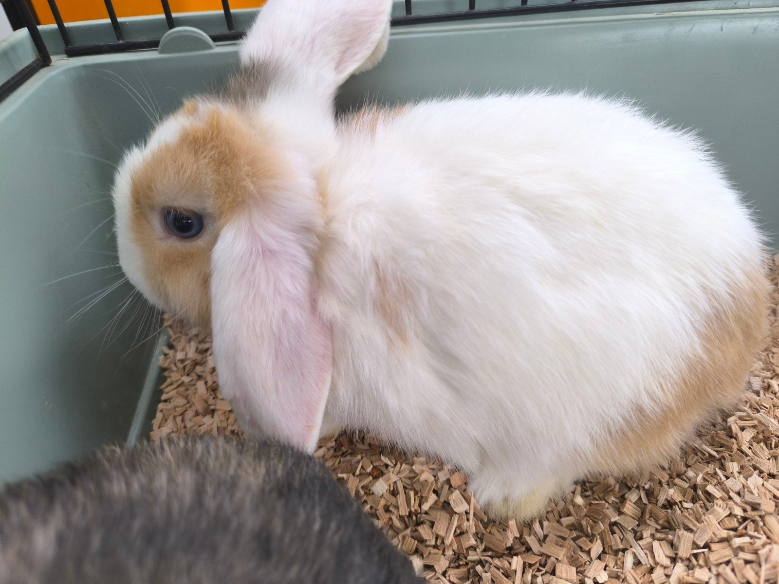2 rammelaars minilopjes Nederlandse dwerghangoor konijnen, Animaux & Accessoires, Lapins