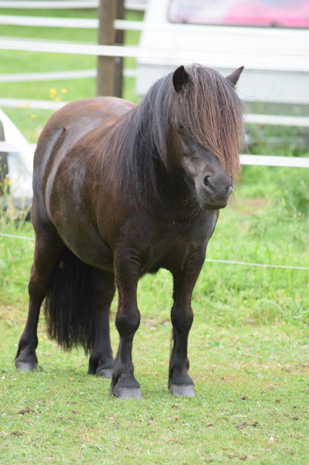 Gezocht koets voor shetlander, Dieren en Toebehoren