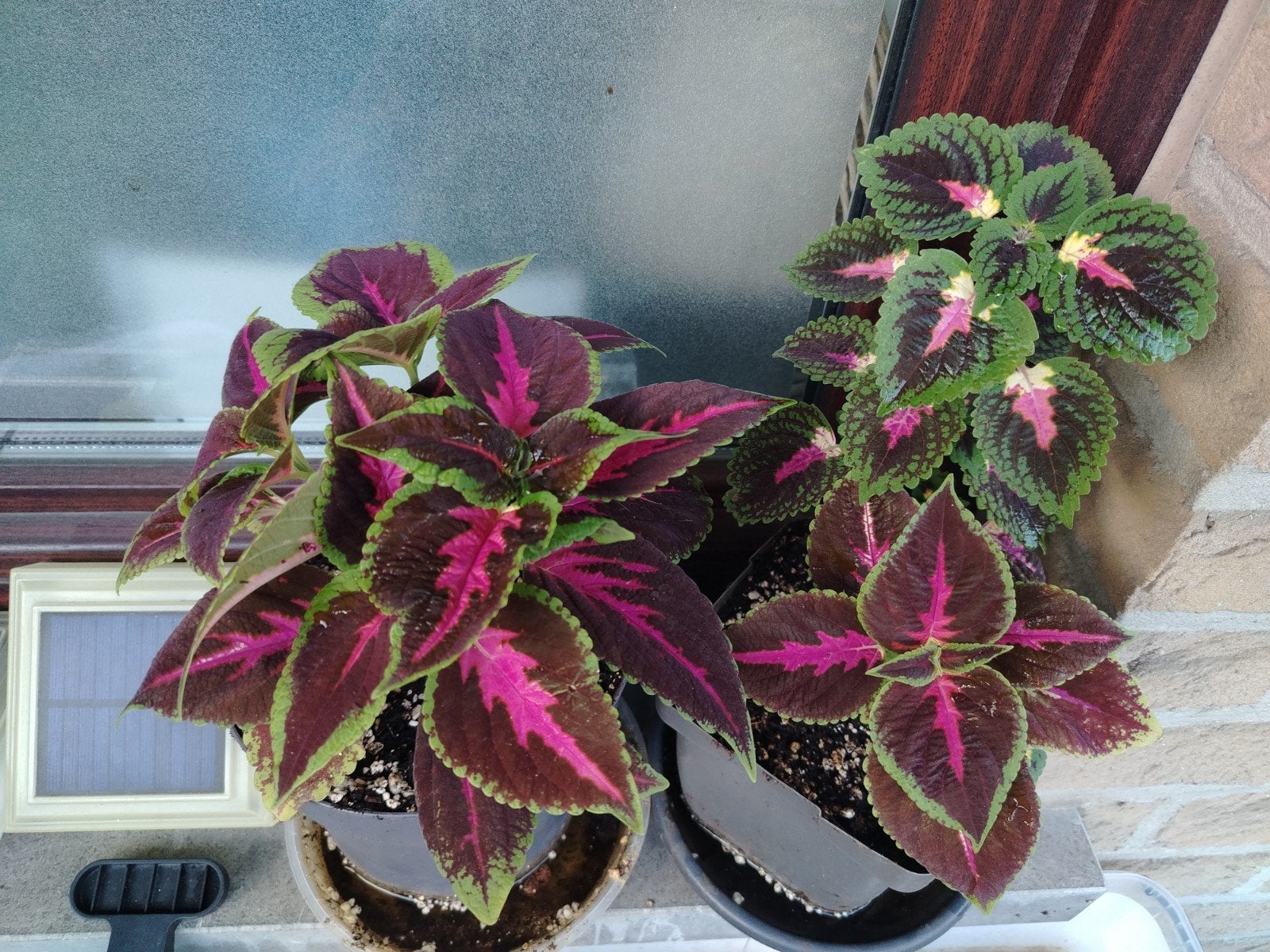 Plantes - boutures _ jeunes Coleus en pot., Enlèvement ou Envoi, Mi-ombre