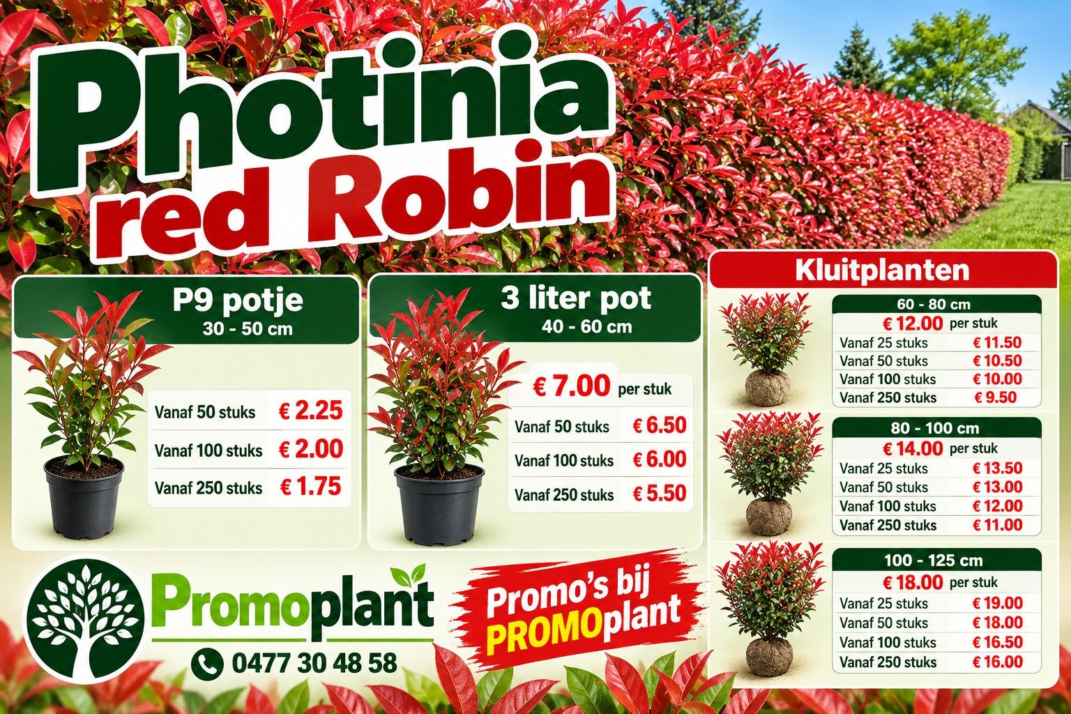 ‼️Photina red robin aan PROMOprijzen bij PROMOplant‼️, Ophalen, Taxus