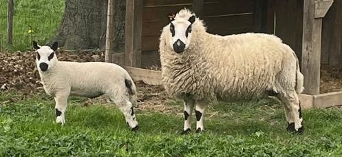 Kerry hill ooi met ramlam 2maand stamboek, Meerdere dieren, Schaap
