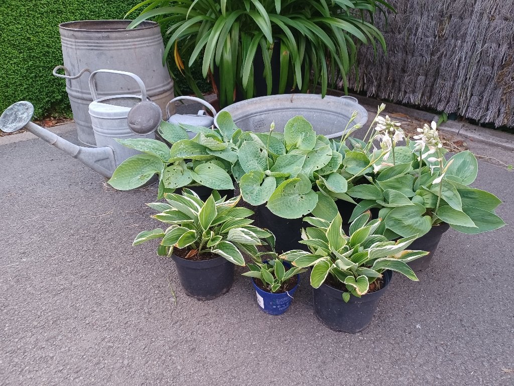 hosta lot, Tuin en Terras, Planten | Tuinplanten, Ophalen