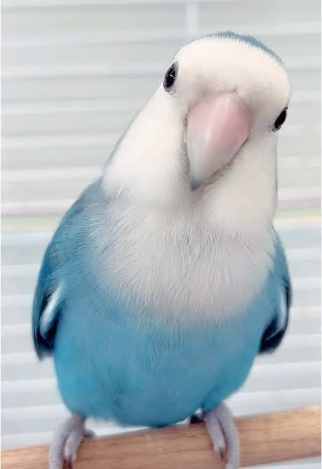 Te koop – Blauwe Peach-faced Lovebird (Agapornis roseicollis, Animaux & Accessoires