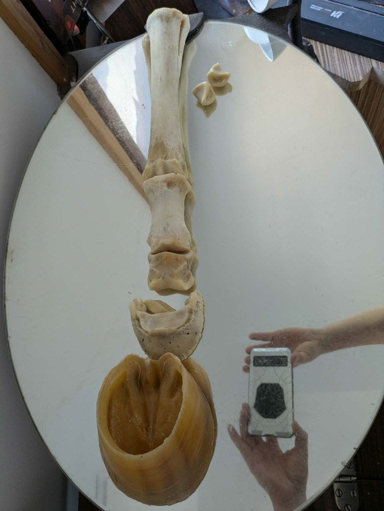 Anatomie complète de la partie inférieure jambe du cheval, Collections, Collections Animaux, Enlèvement ou Envoi, Cheval, Crâne