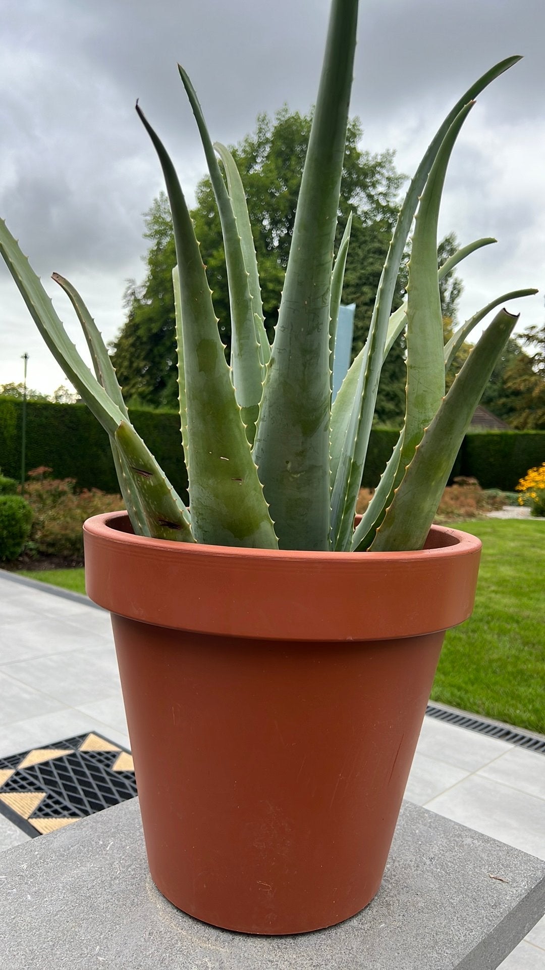 Plante d'aloe vera, Enlèvement
