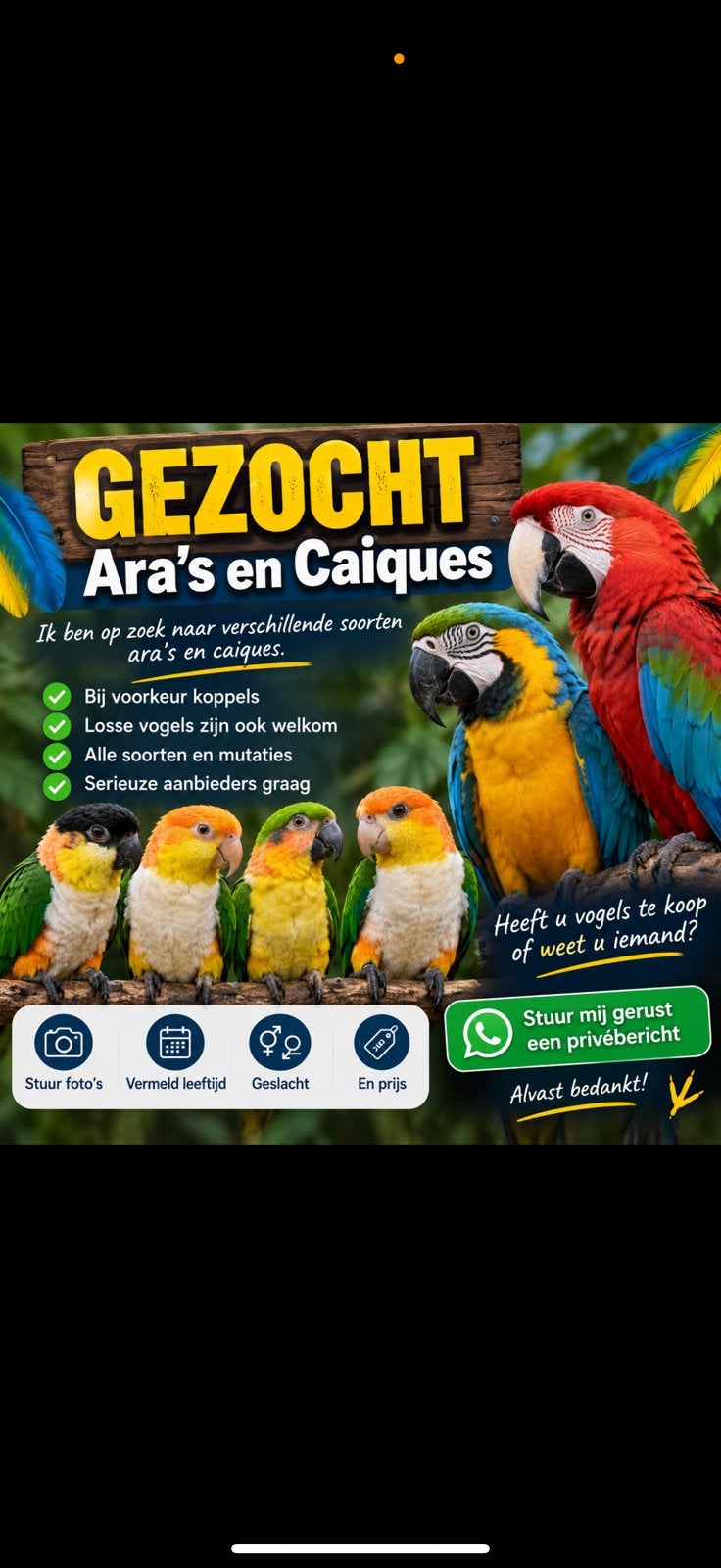 ara papegaai Gezocht macaw