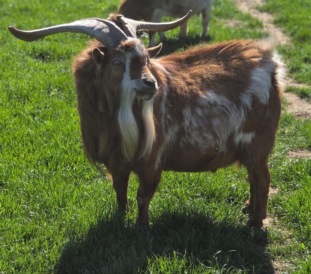 Te huur abrikoos dwerggeitbok dekbok