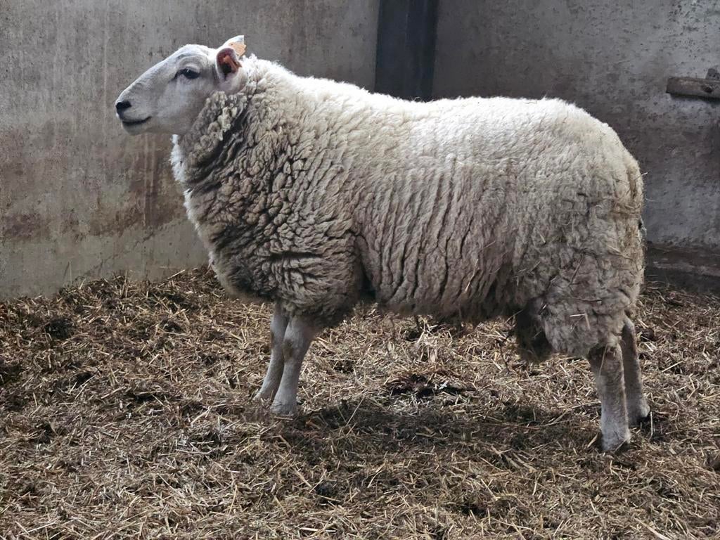 4 schapen 2bok ,en 2moeren, Meerdere dieren, Schaap, 0 tot 2 jaar