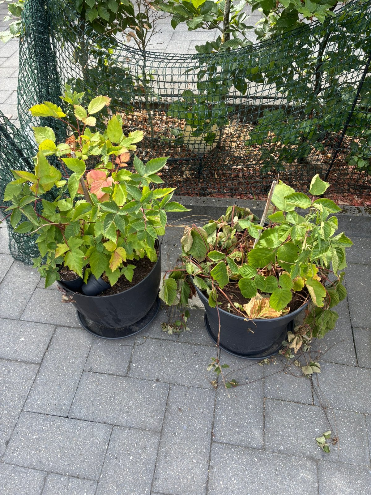 Twee braamplanten, Ophalen, Vaste plant, Fruitplanten