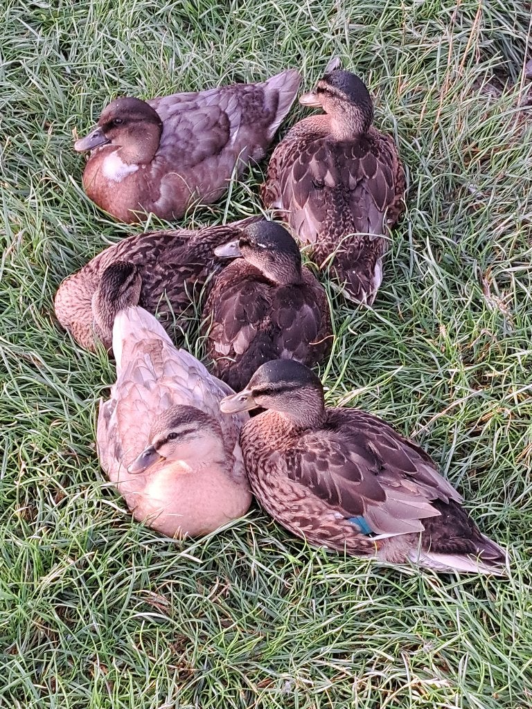 hollandse kwakers, Dieren en Toebehoren, Mei, Meerdere dieren
