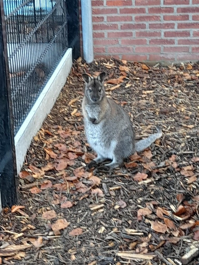Wallaby kangoeroe, Dieren en Toebehoren, Februari, Meerdere dieren