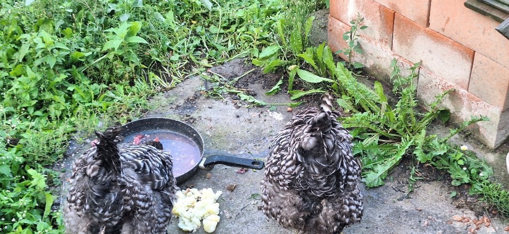 2 Mechelse koekoek., Dieren en Toebehoren, Geslacht onbekend, Kip