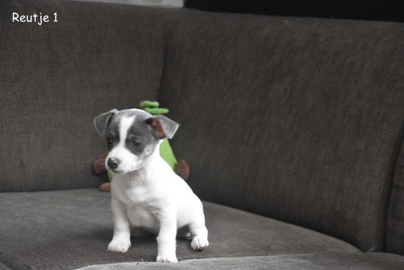 Kruising pupje, Animaux & Accessoires, Chiens | Sans pedigree, Petit, Plusieurs animaux, Éleveur | Professionnel, Plusieurs, Belgique