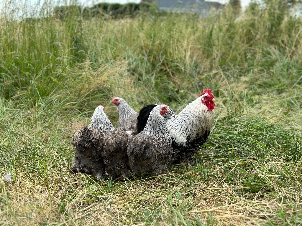 Jonge tamme Cochin kriel Zilver patrijs gesekst en ingeënt, Femelle, Poule ou poulet