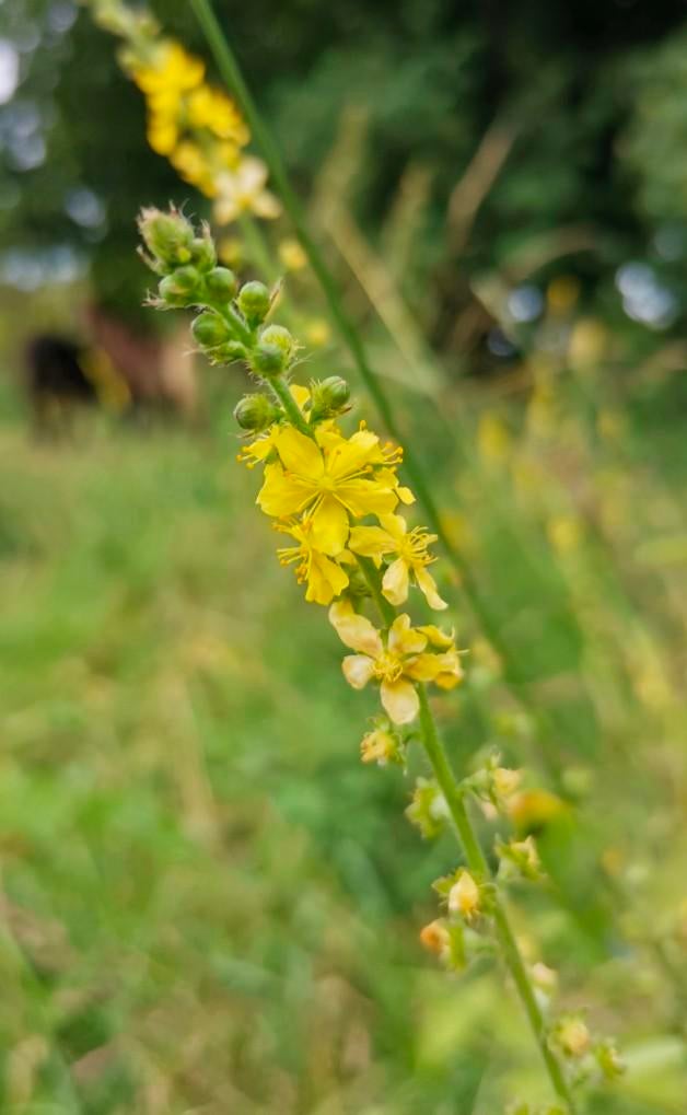 Agrimoine commun (plante), Enlèvement