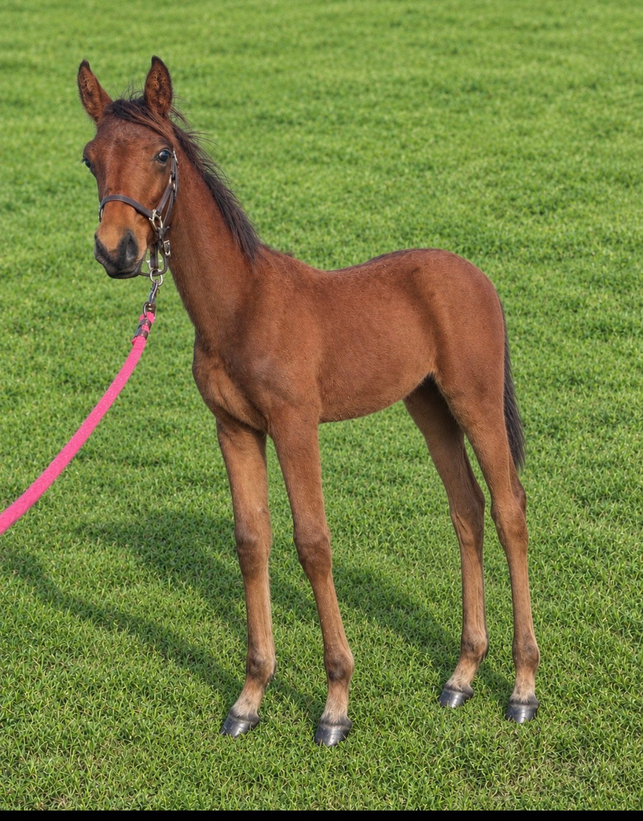 BWP veulen van JENSON van ‘t Meulenhof Z, Animaux & Accessoires, Avec pedigree, L, Étalon, 0 à 2 ans